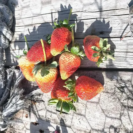 Un Paraiso En Tenerife Сasa de vacaciones Punta Del Hidalgo